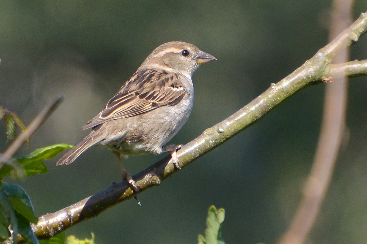 House Sparrow - ML619566733