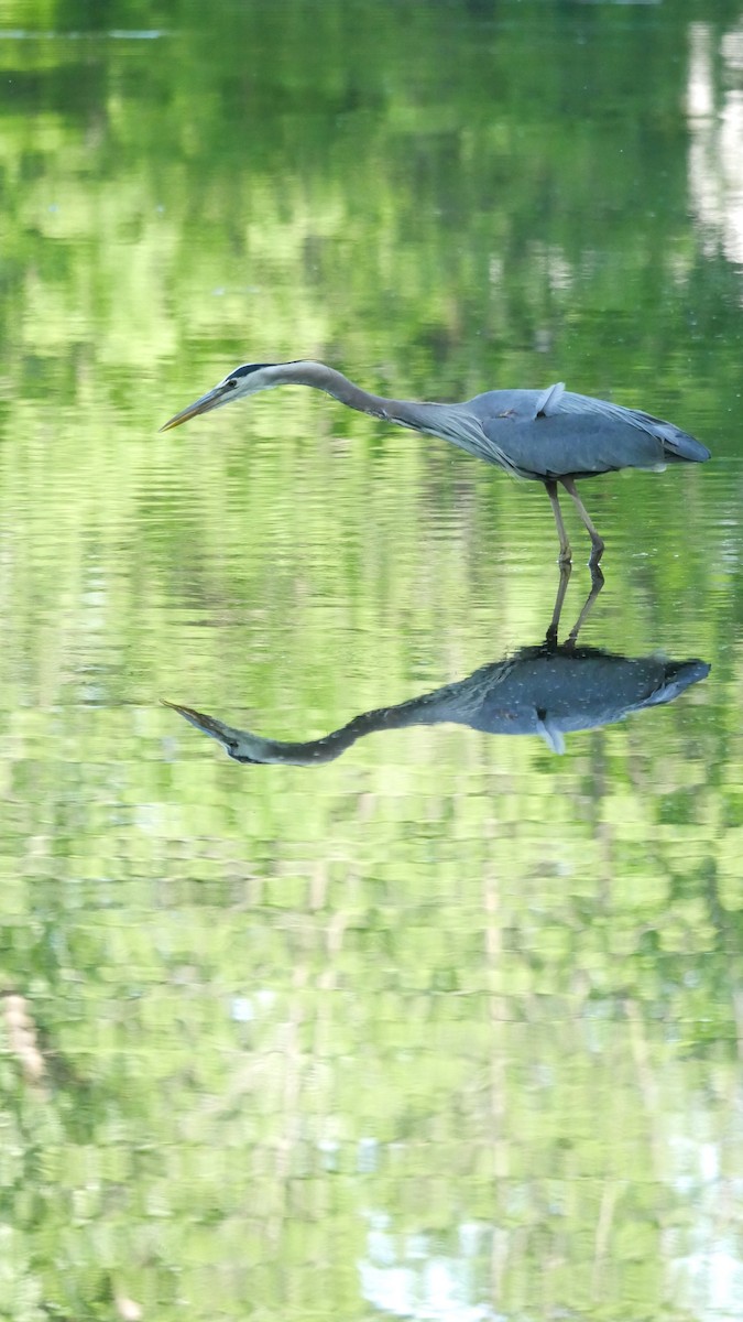 Great Blue Heron - Carole Gilbert