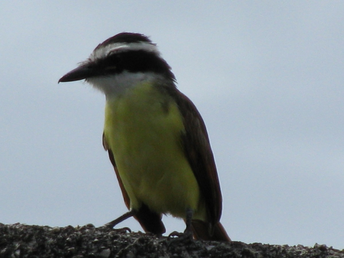 Great Kiskadee - Alexander "Sasha" Keyel