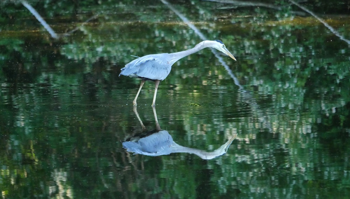 Great Blue Heron - ML619566738