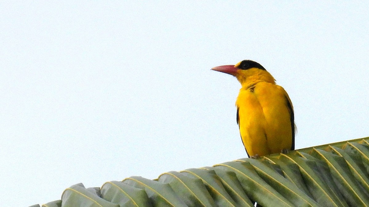 Black-naped Oriole - Christopher Whiteley