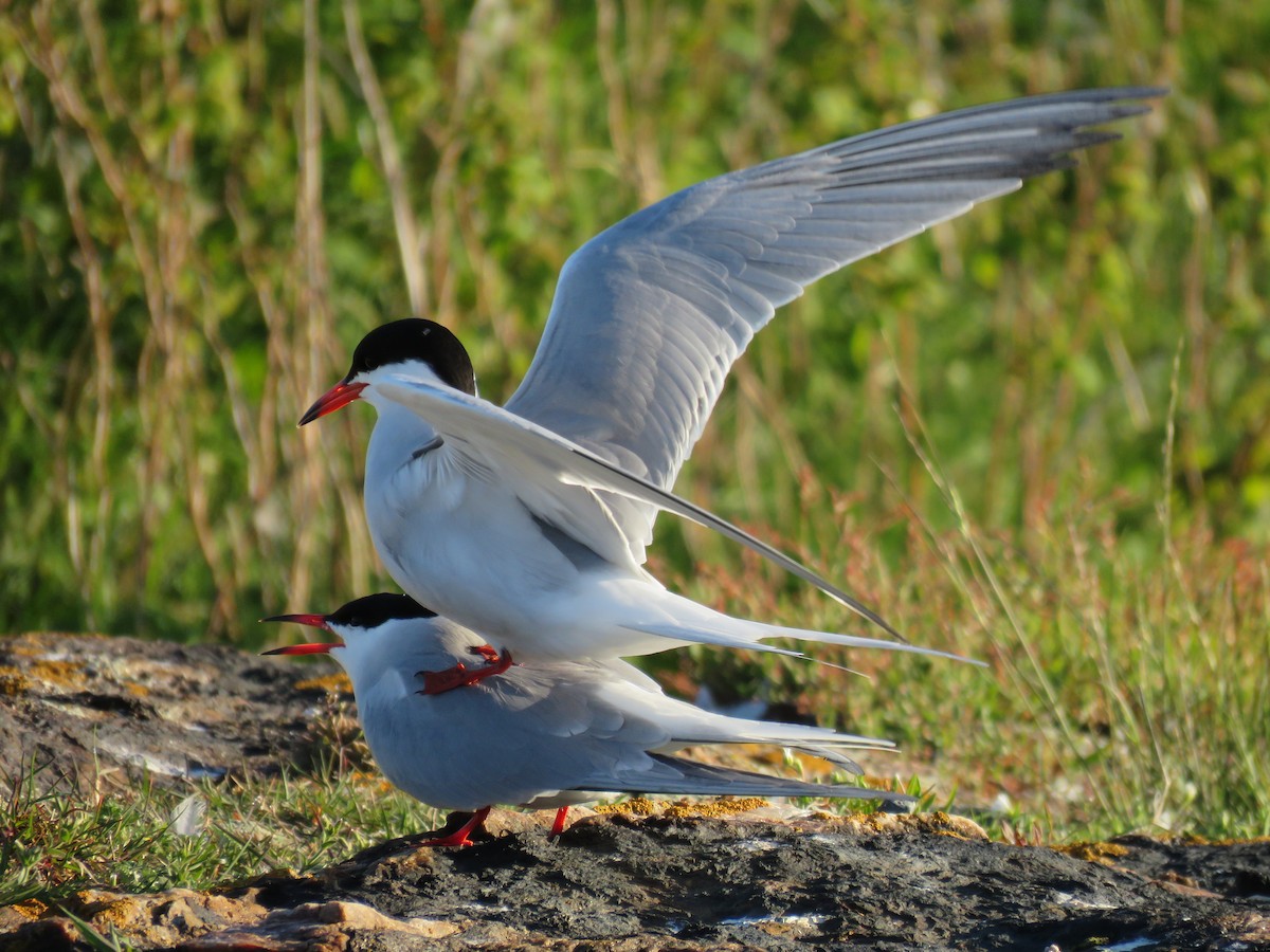 Common Tern - Hannah Glass