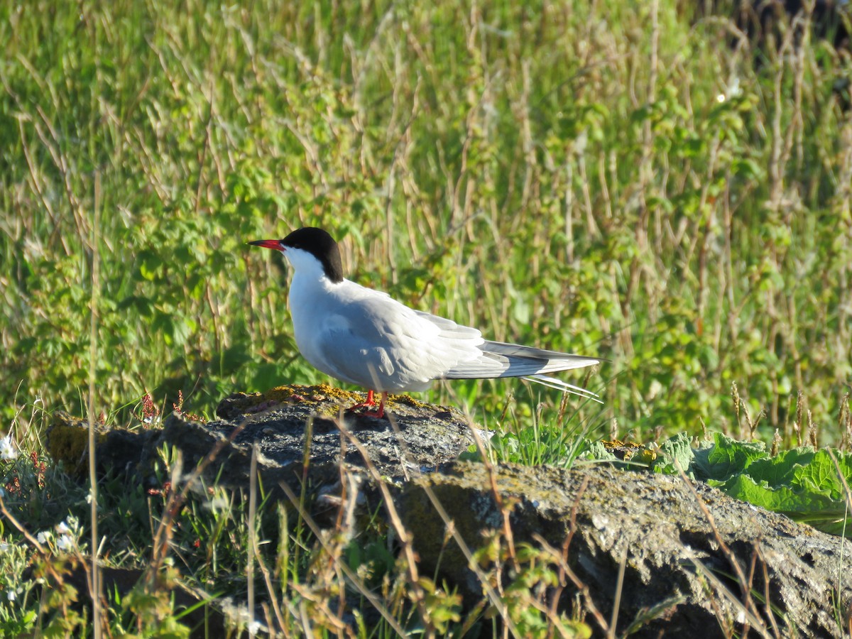 Common Tern - Hannah Glass