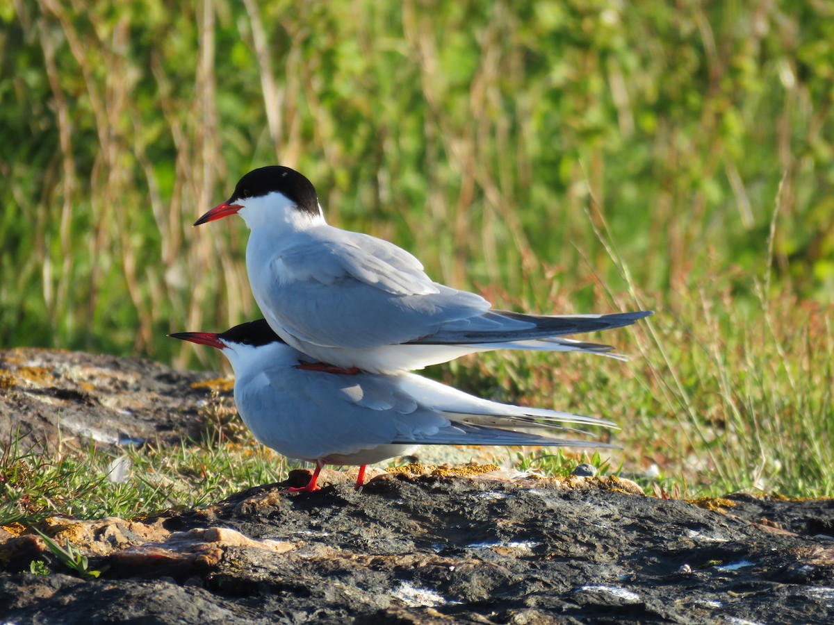 Common Tern - Hannah Glass