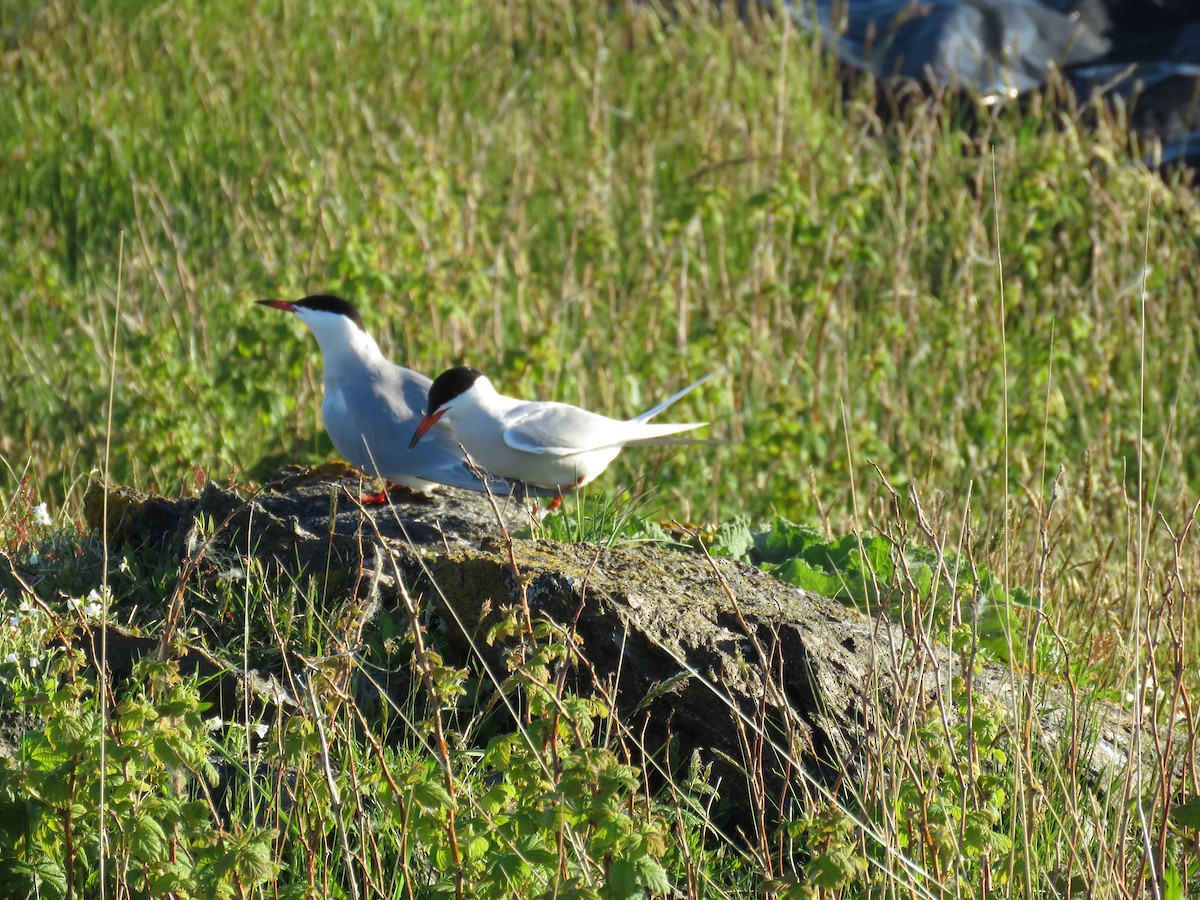 Common Tern - Hannah Glass