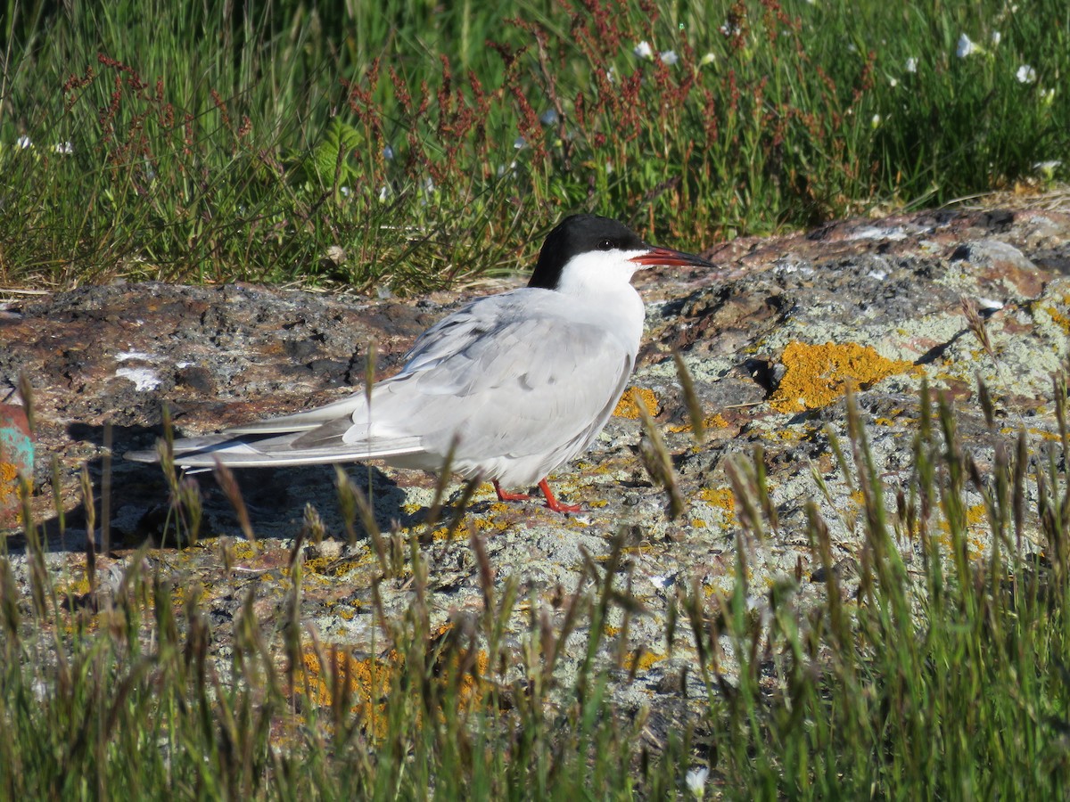 Common Tern - Hannah Glass