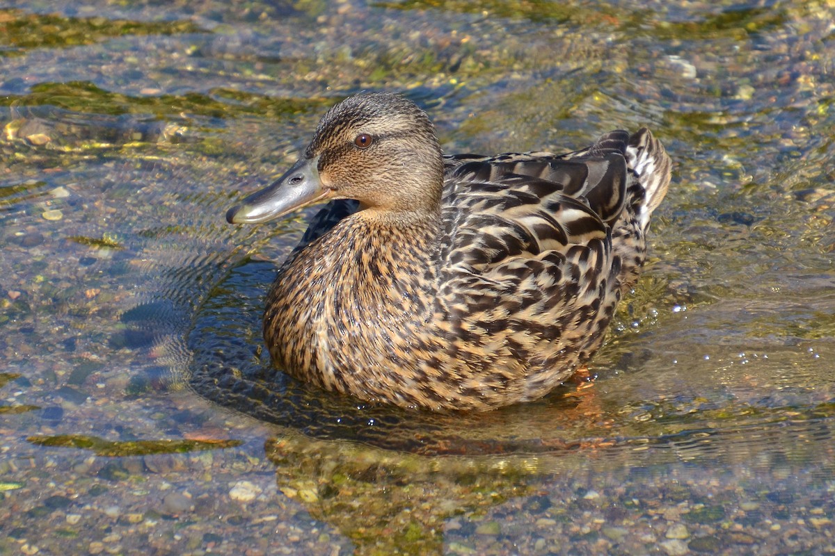 Mallard - Carlos Miñambres