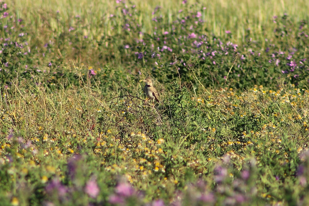 Calandra Lark - ML619566758