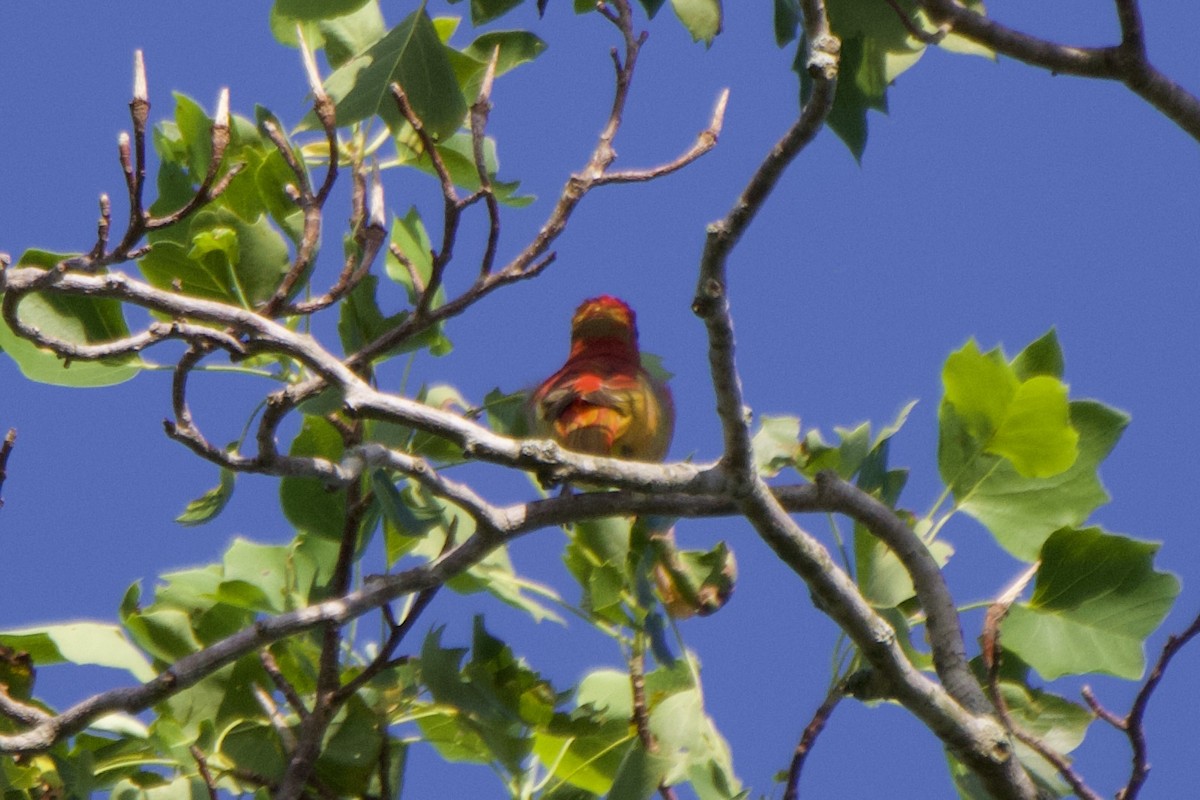 Piranga Roja - ML619566761