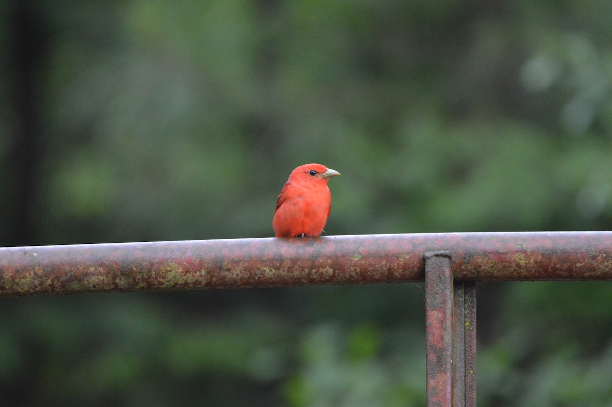 Summer Tanager - Rebekah Boan