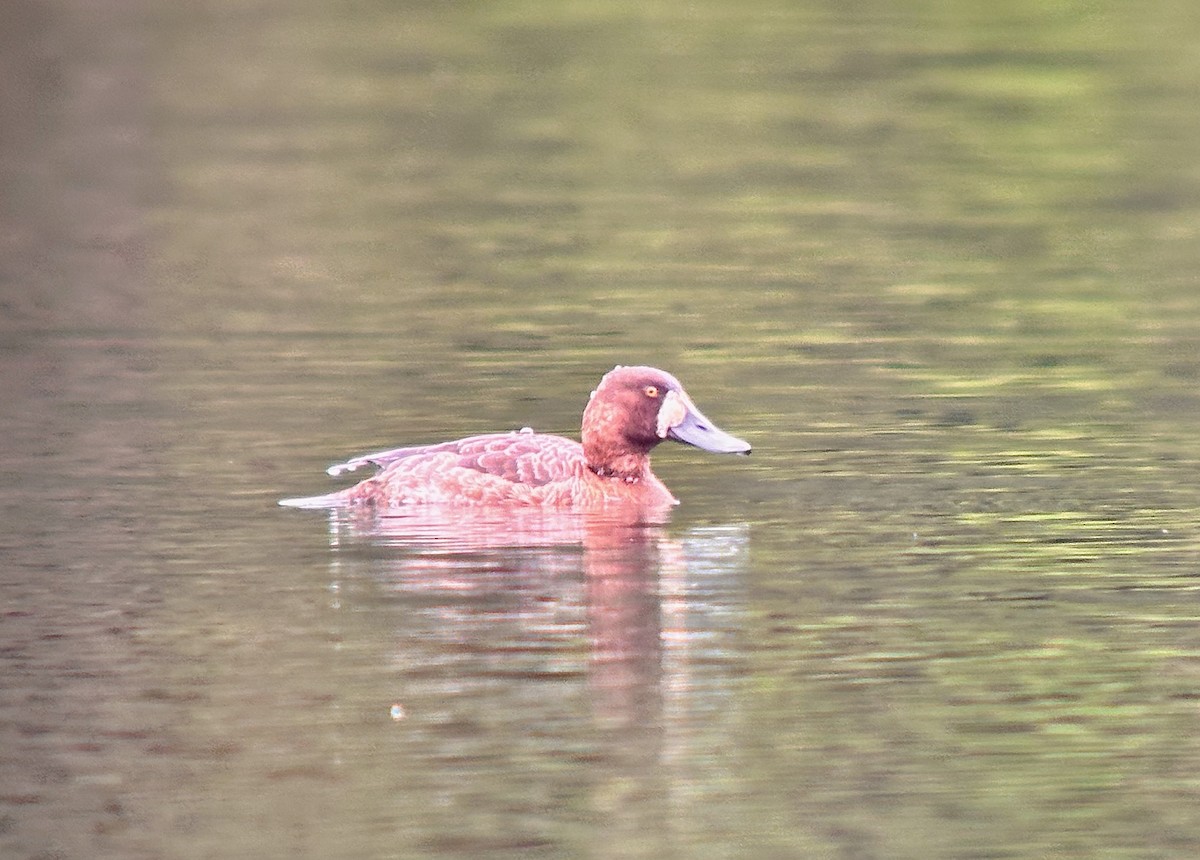 Lesser Scaup - Detlef Buettner