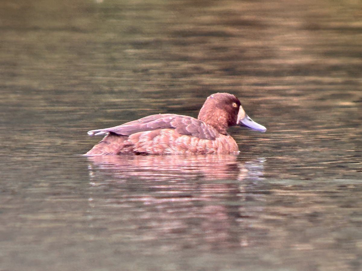 Lesser Scaup - ML619566772