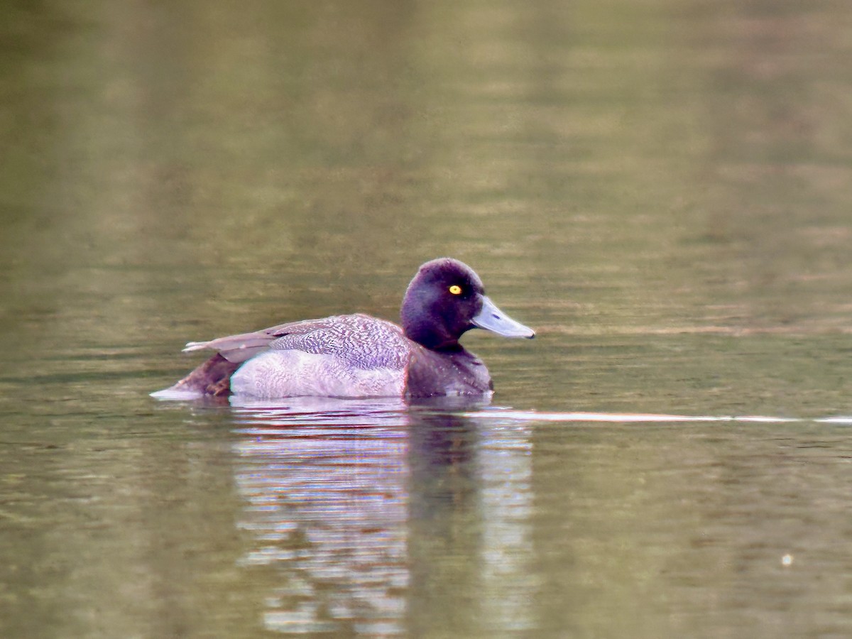 Lesser Scaup - Detlef Buettner