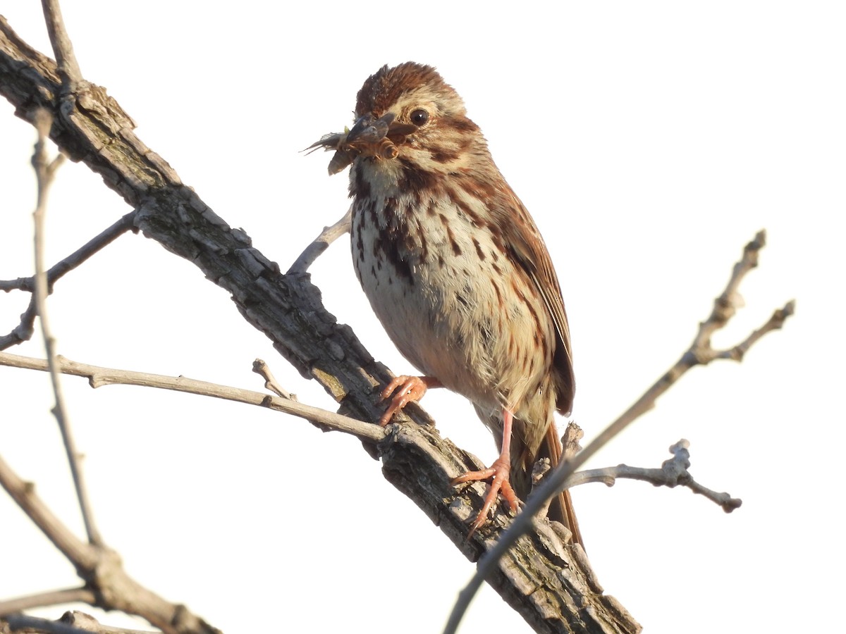 Song Sparrow - ML619566777