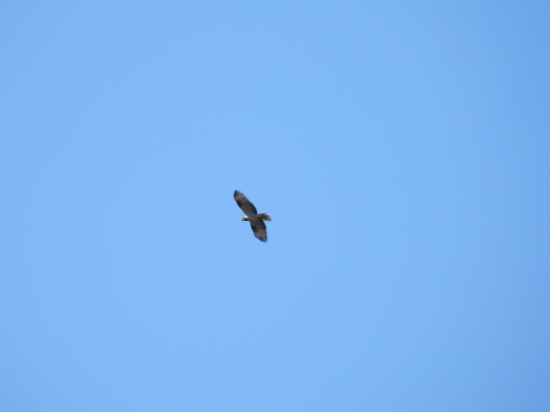 European Honey-buzzard - Ricardo Hevia