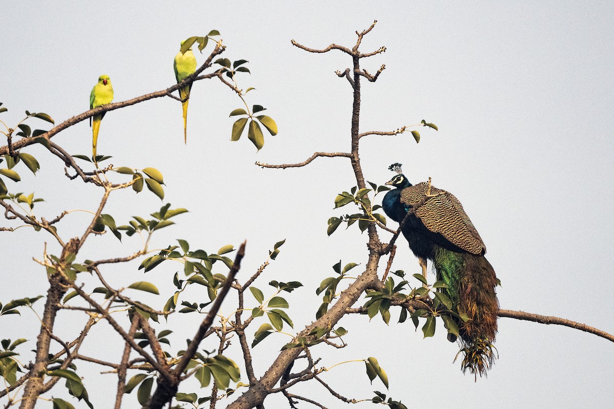 Indian Peafowl - Wachara  Sanguansombat