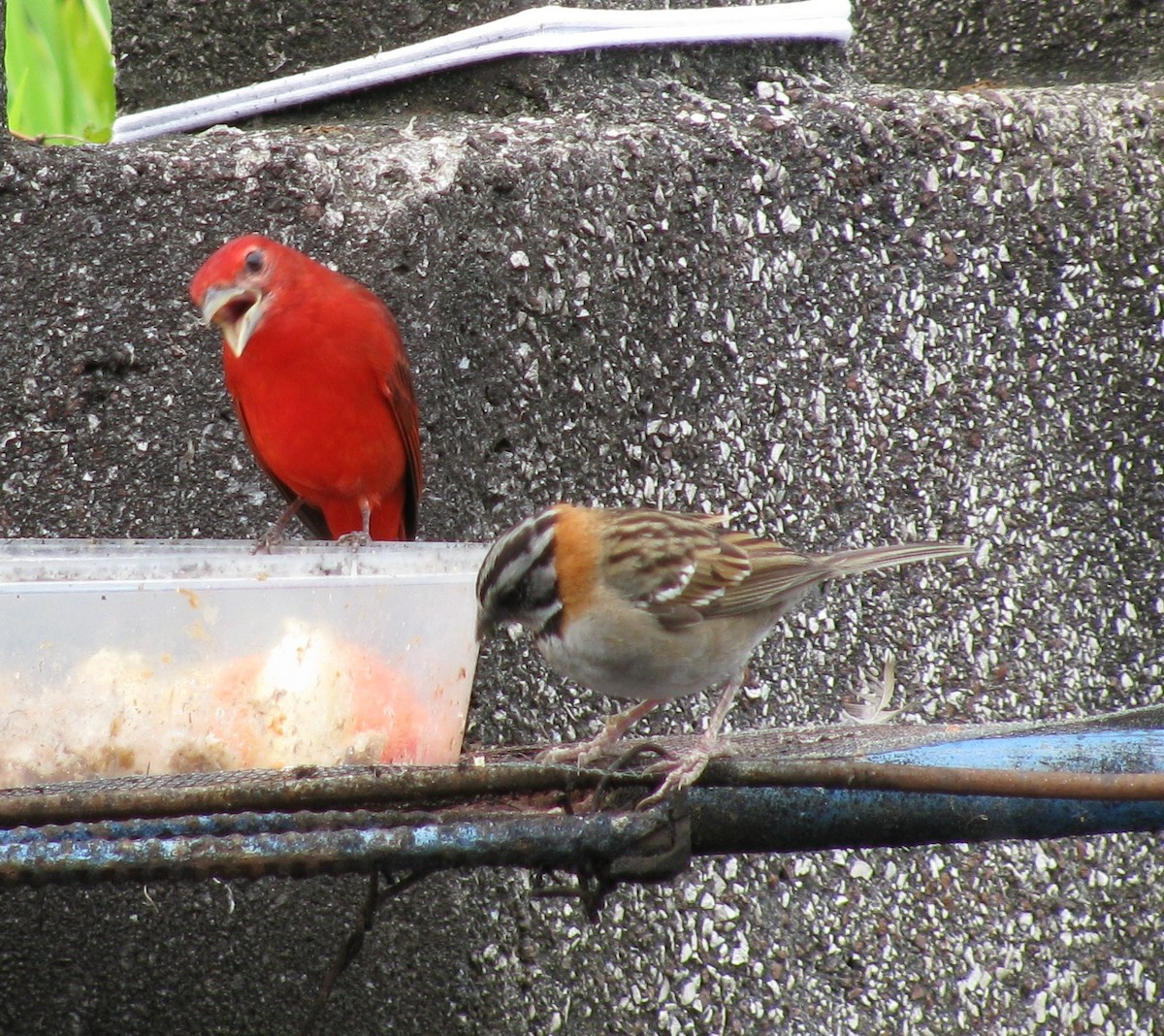 Summer Tanager - Alexander "Sasha" Keyel