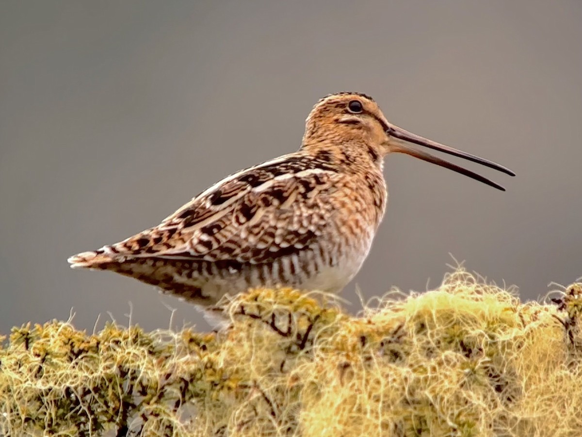 Wilson's Snipe - Detlef Buettner