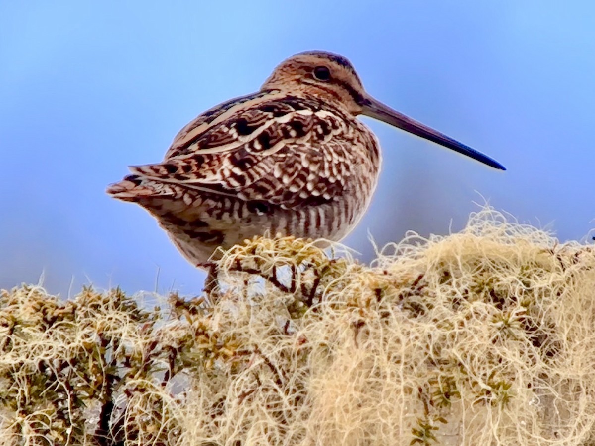 Wilson's Snipe - ML619566790