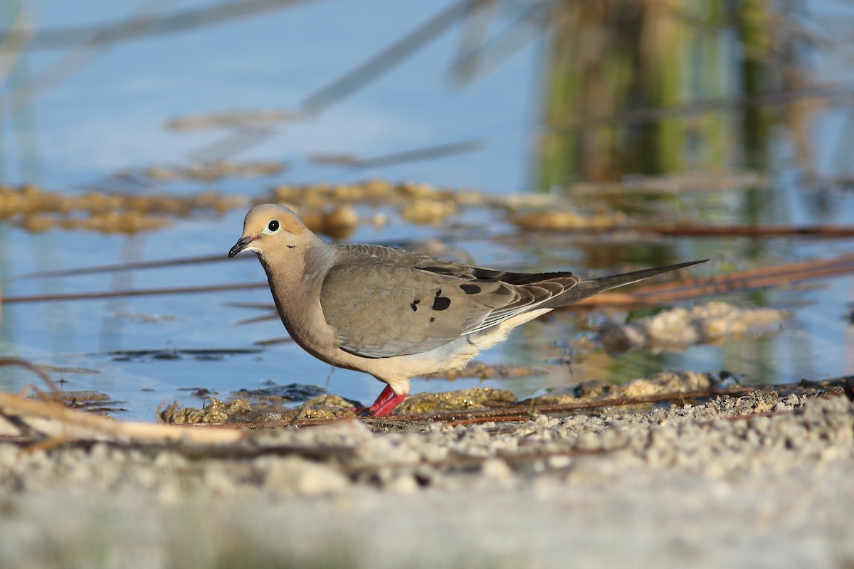 Mourning Dove - Vince Capp
