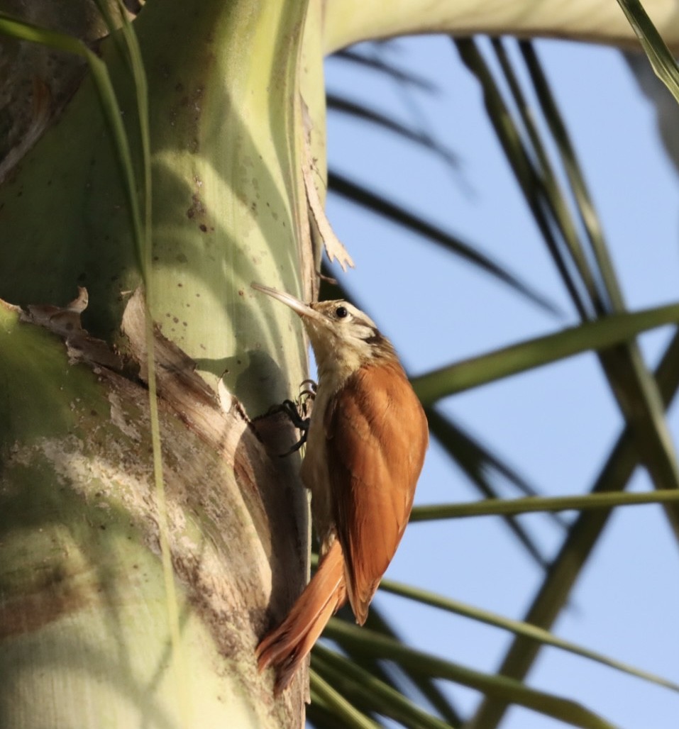 Narrow-billed Woodcreeper - Janaina Souza