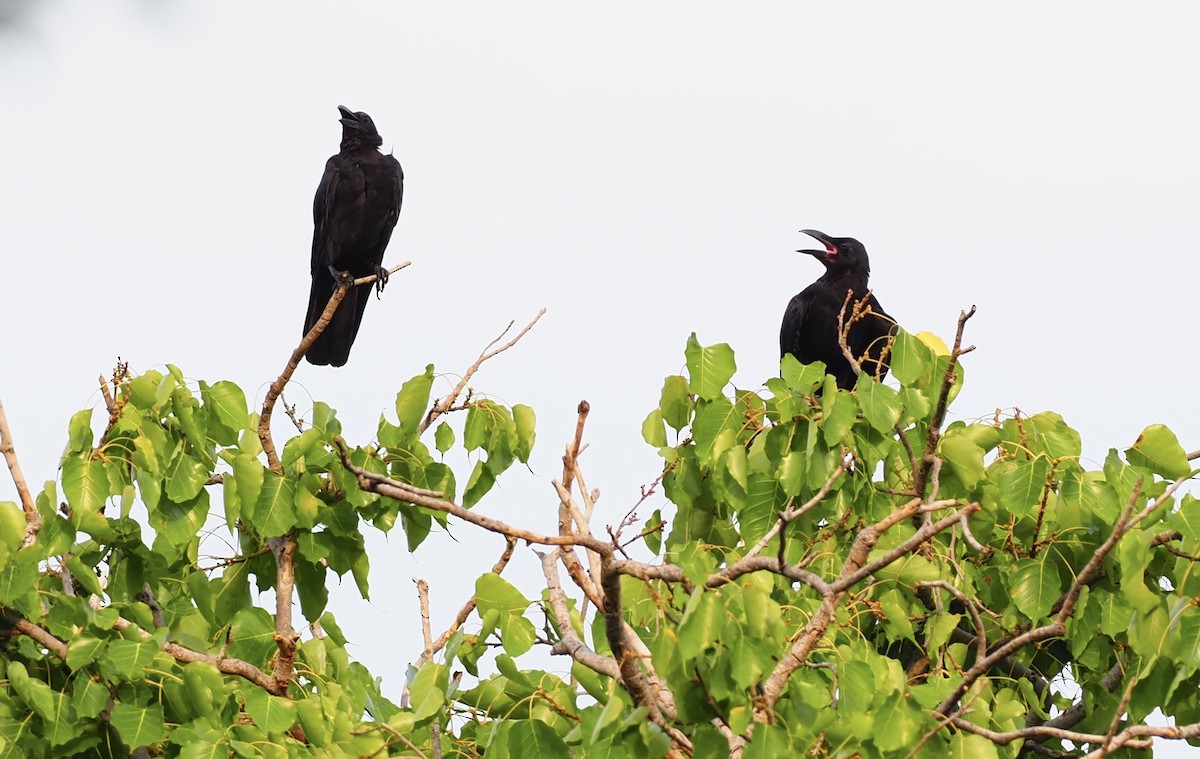 Large-billed Crow - 芳色 林