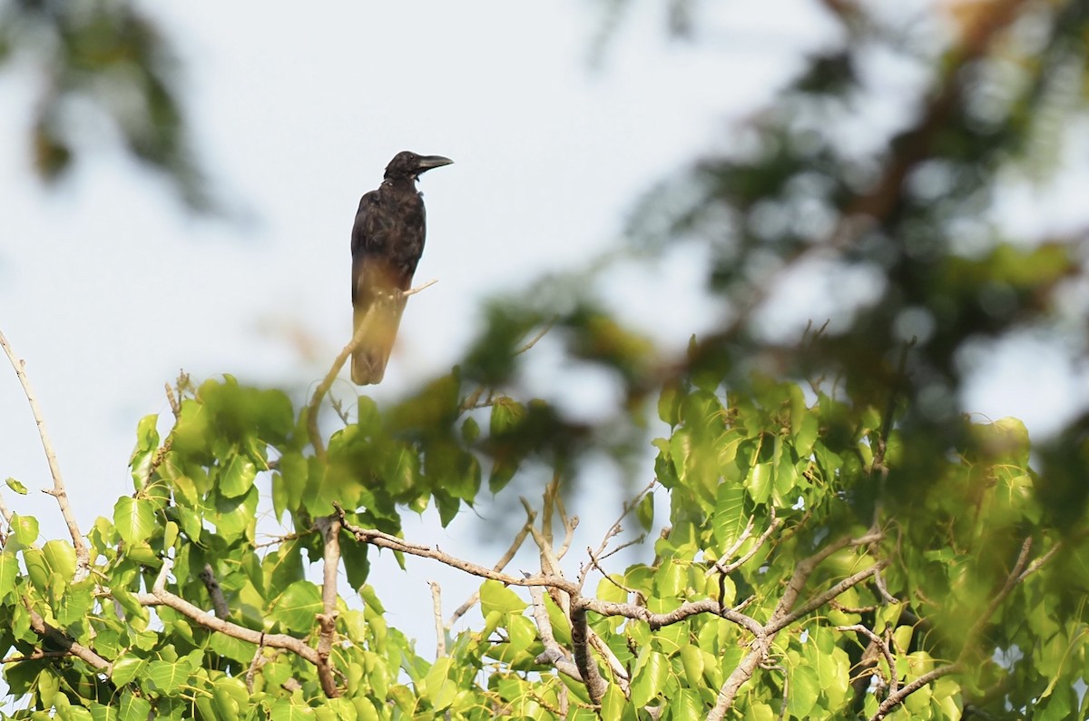 Large-billed Crow - 芳色 林