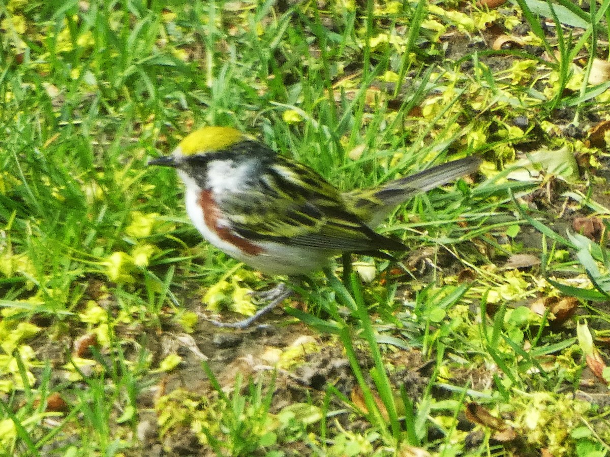 Chestnut-sided Warbler - Daniel Alain Dagenais