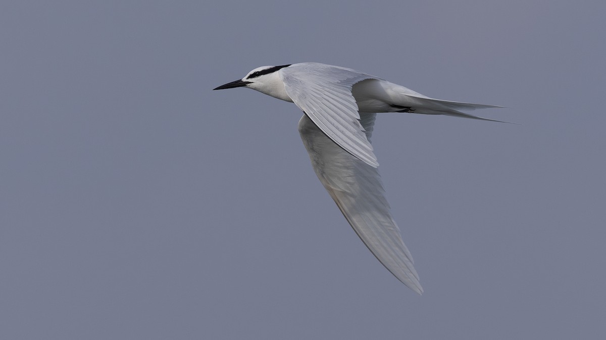 Black-naped Tern - Charmain Ang