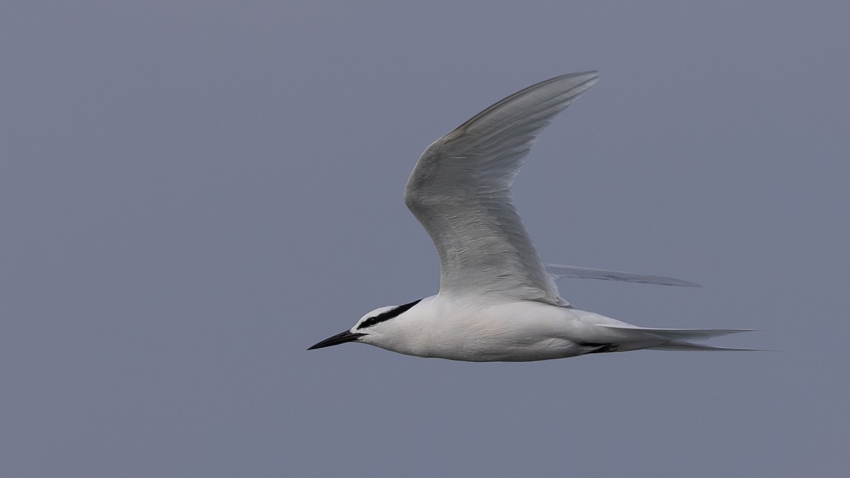 Black-naped Tern - ML619566814