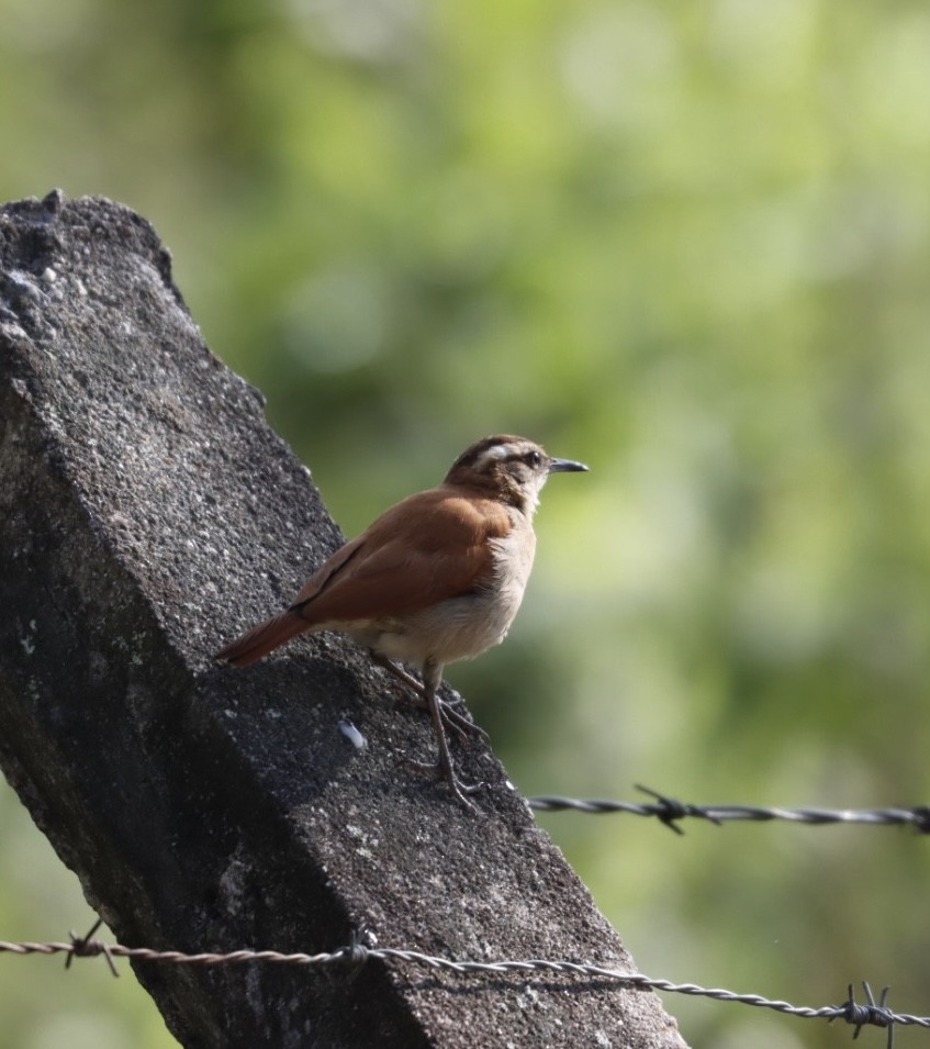 Wing-banded Hornero - Janaina Souza