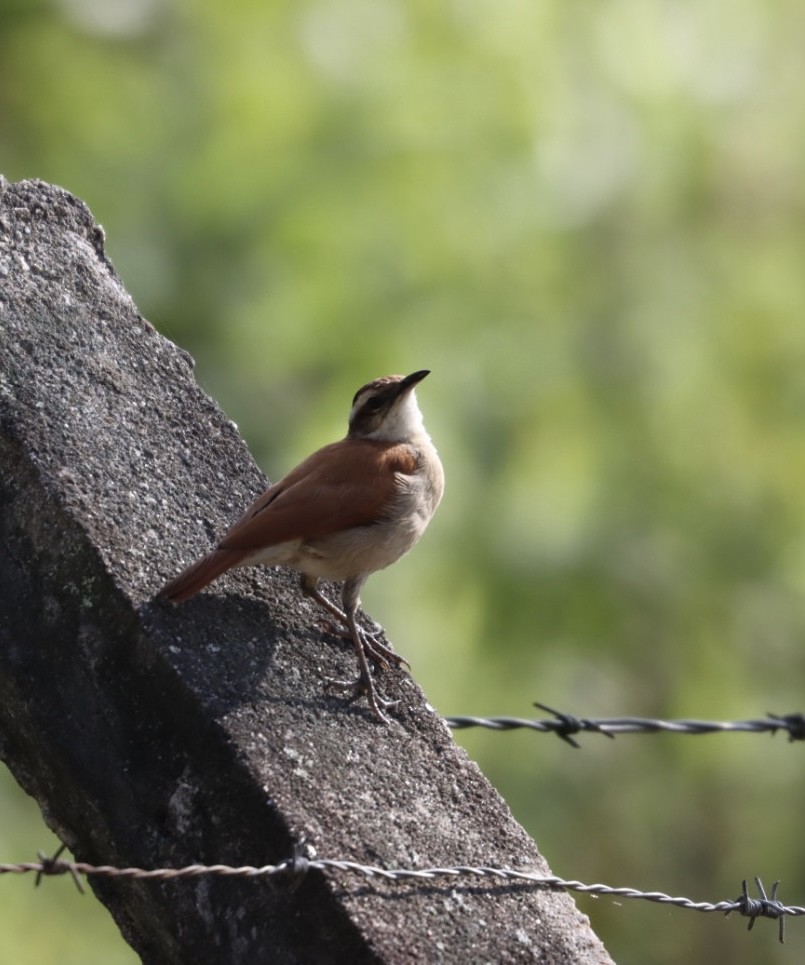 Wing-banded Hornero - Janaina Souza