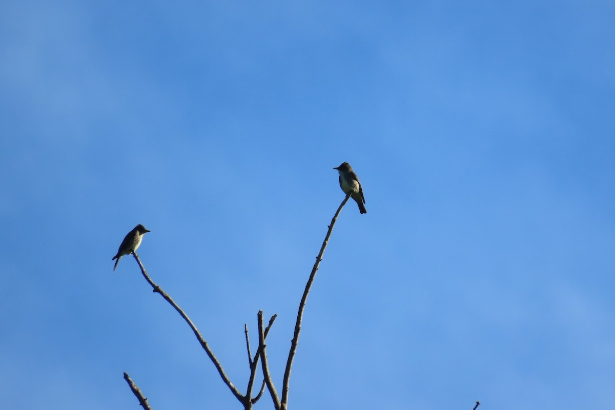 Olive-sided Flycatcher - George Levtchouk