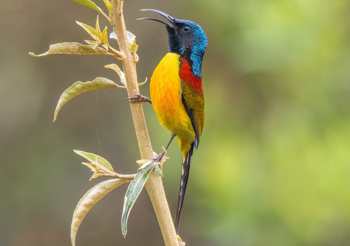 Green-tailed Sunbird (Green-tailed) - ML619566828