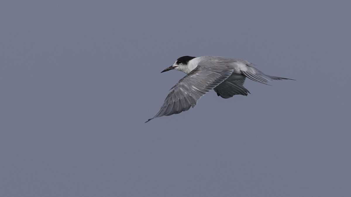 Common Tern - Charmain Ang