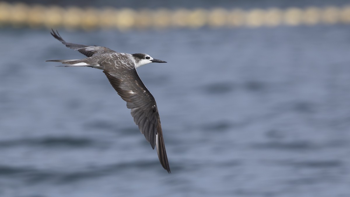 Bridled Tern - Charmain Ang