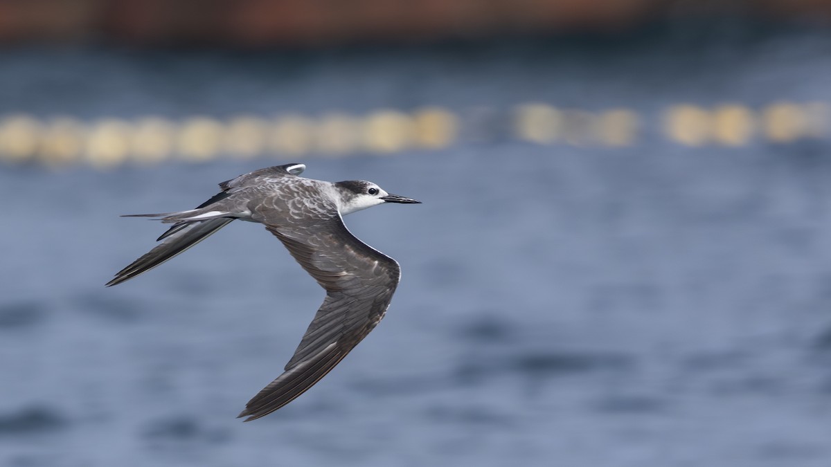 Bridled Tern - Charmain Ang