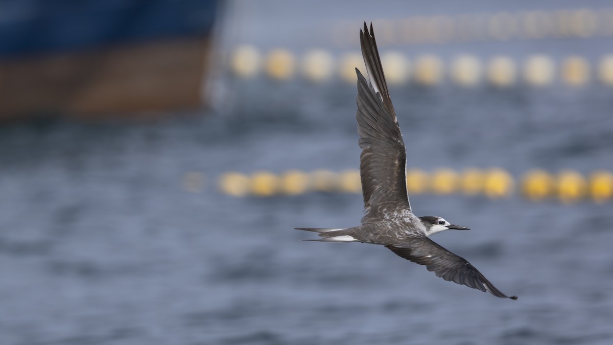 Bridled Tern - Charmain Ang