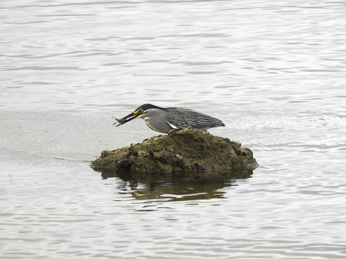 Striated Heron - ML619566849