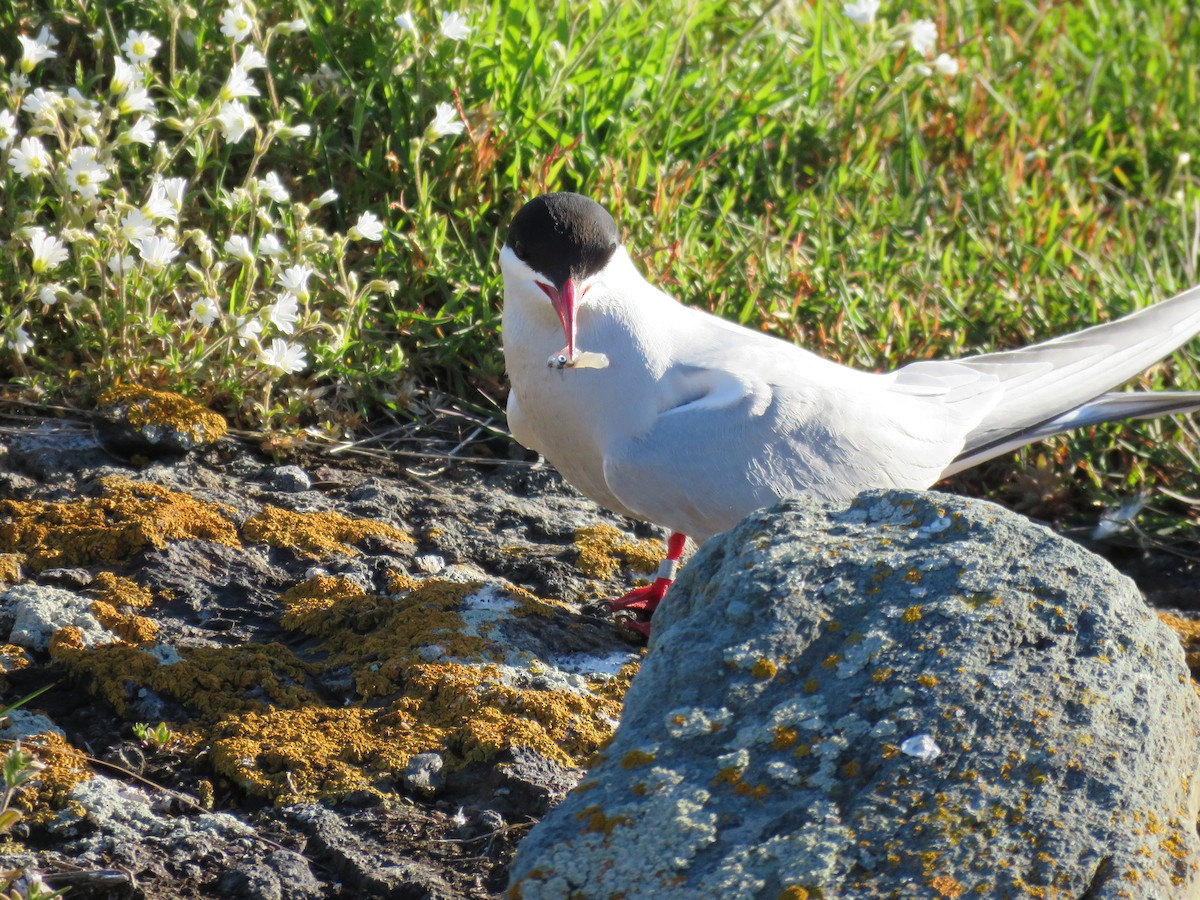 Arctic Tern - Hannah Glass