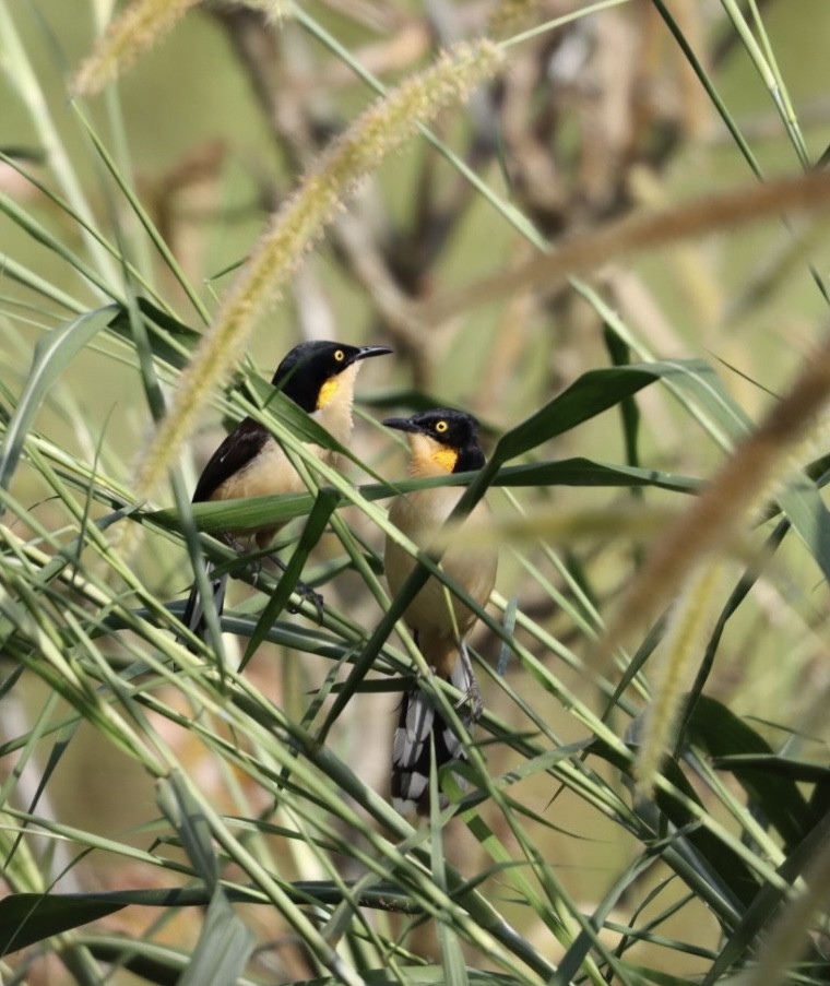 Black-capped Donacobius - Janaina Souza