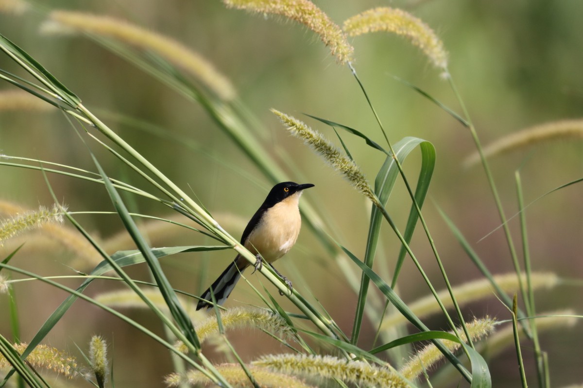 Black-capped Donacobius - Janaina Souza