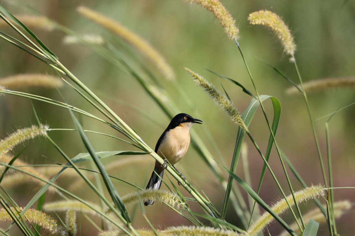 Black-capped Donacobius - Janaina Souza