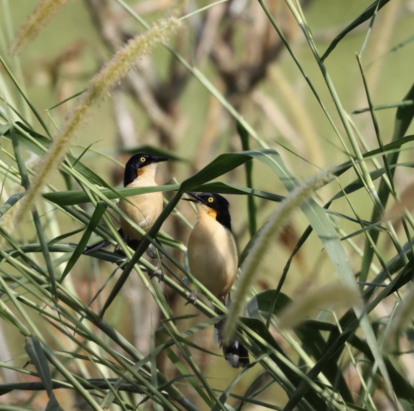 Black-capped Donacobius - Janaina Souza