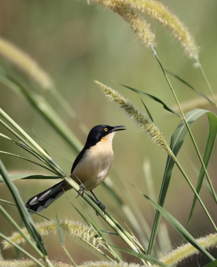 Black-capped Donacobius - Janaina Souza