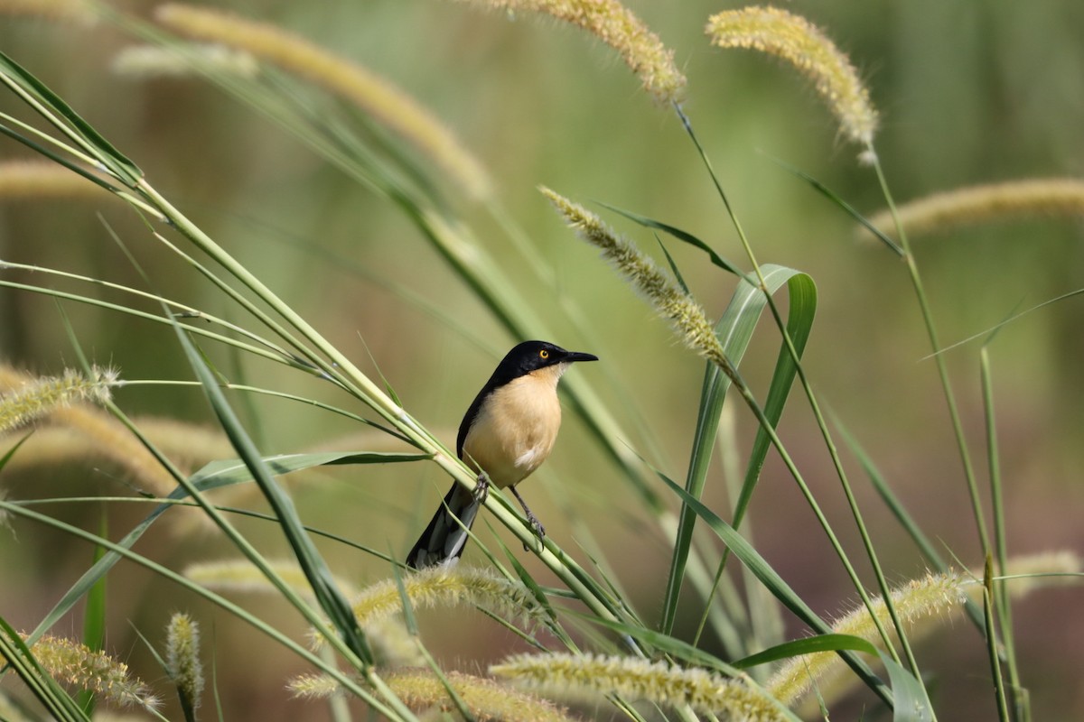 Black-capped Donacobius - Janaina Souza