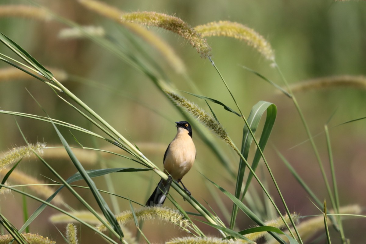 Black-capped Donacobius - Janaina Souza