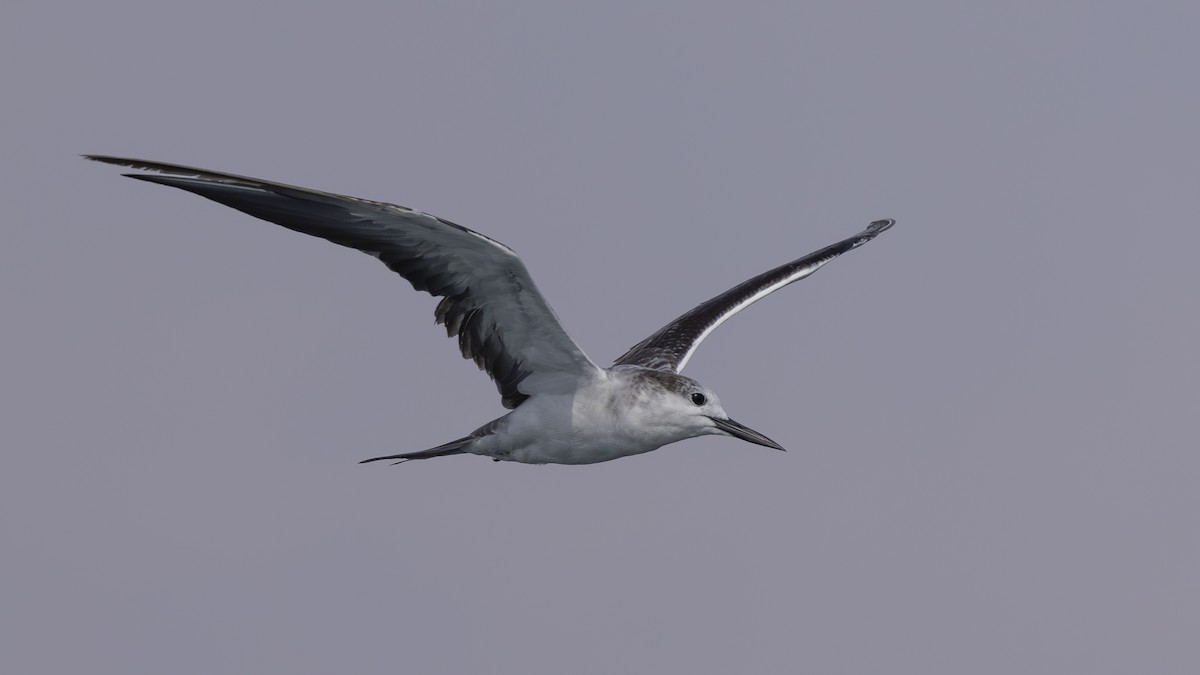 Bridled Tern - Charmain Ang