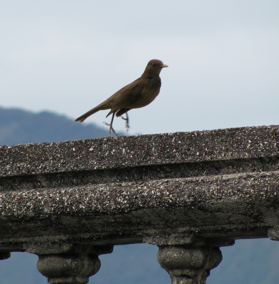 Clay-colored Thrush - Alexander "Sasha" Keyel