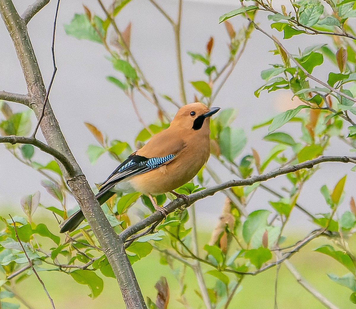 Eurasian Jay - James Moore (Maryland)